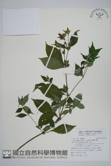 文竹藏品圖，第1張