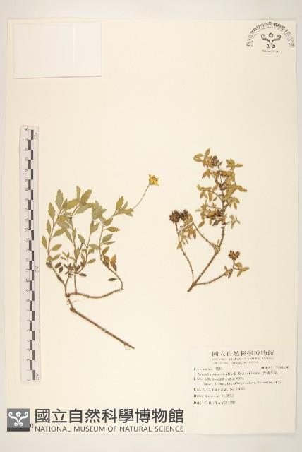 天蓬草舅藏品圖，第1張