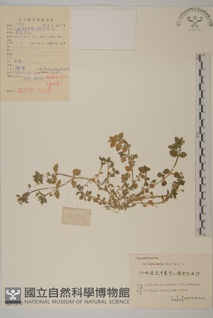 繁縷藏品圖，第1張