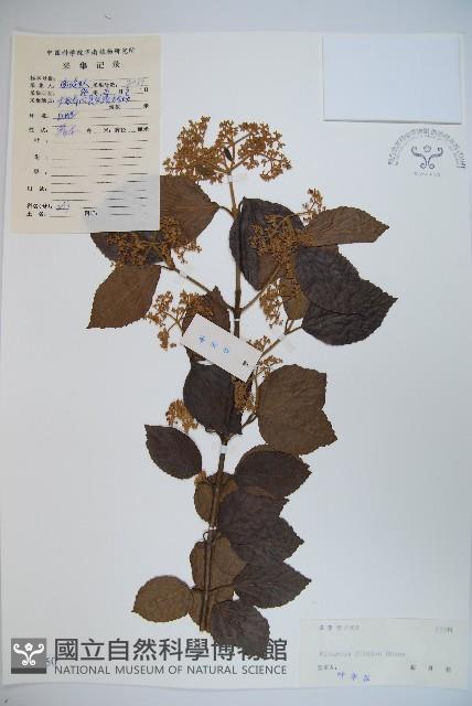 南方莢迷藏品圖，第1張