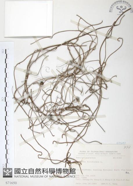 無根草藏品圖，第1張