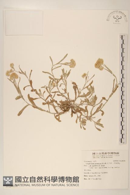 父子草、天青地白藏品圖，第1張