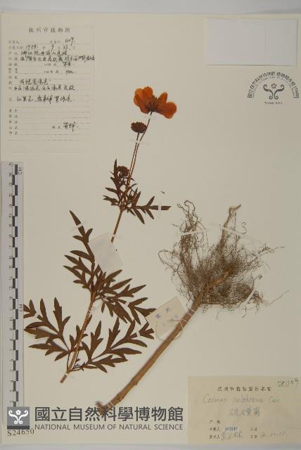 硫磺菊藏品圖，第1張