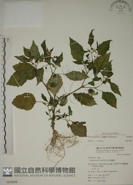 燈籠草藏品圖，第1張