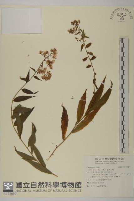 臺灣馬蘭藏品圖，第1張