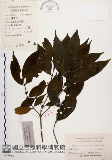 茜草樹藏品圖，第1張