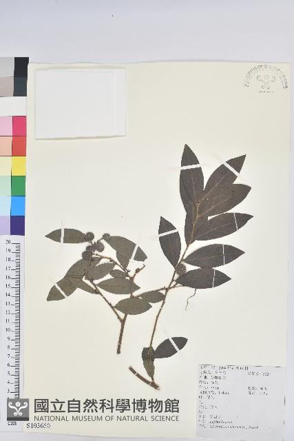 紅毛饅頭果藏品圖，第1張