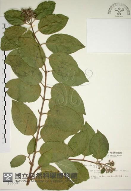 大葉溲疏藏品圖，第1張