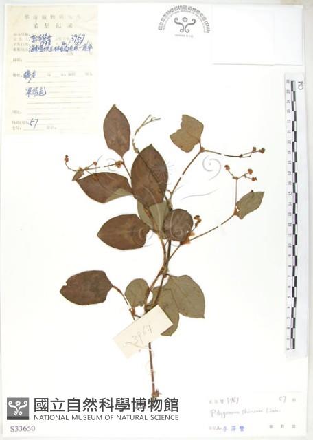 火炭母草、清飯藤藏品圖，第1張