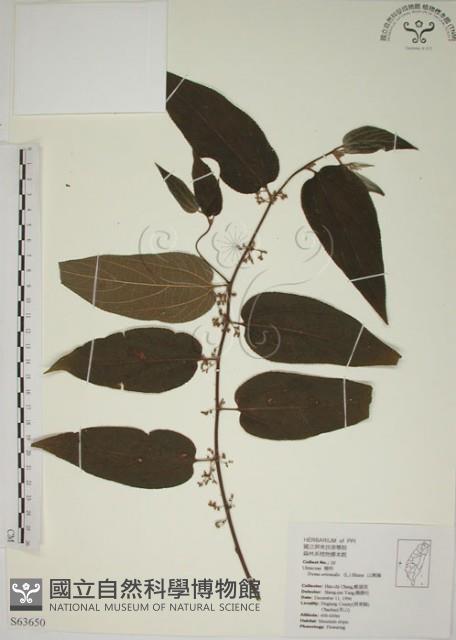 山黃麻藏品圖，第1張