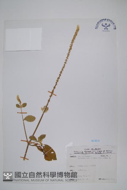 印度牛膝、土牛藤藏品圖，第1張