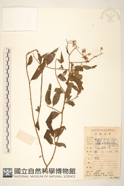 蔓黃菀藏品圖，第1張