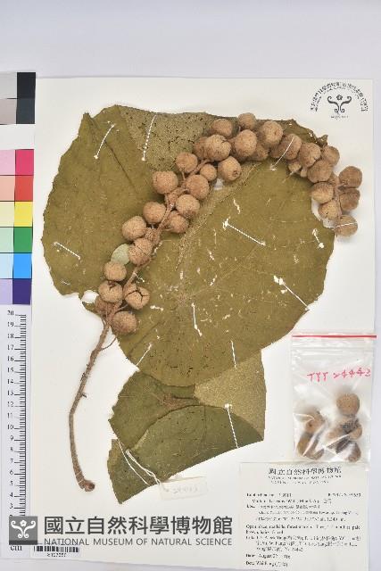 毛桐藏品圖，第1張