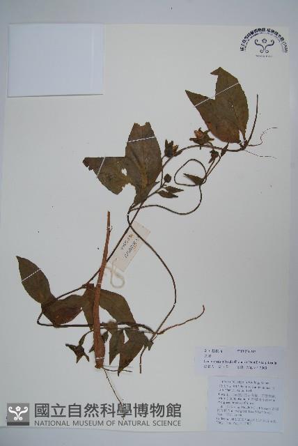 台參藏品圖，第1張