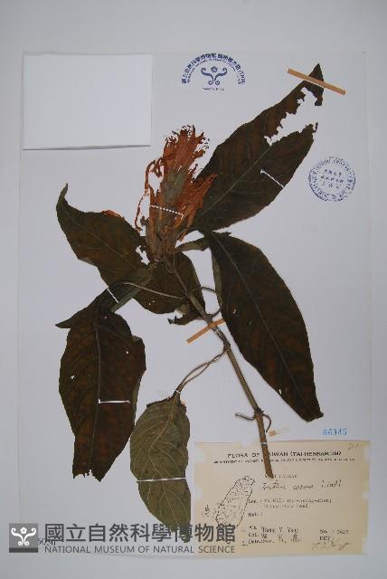 珊瑚花藏品圖，第1張