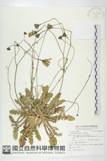 貓兒菊藏品圖，第1張