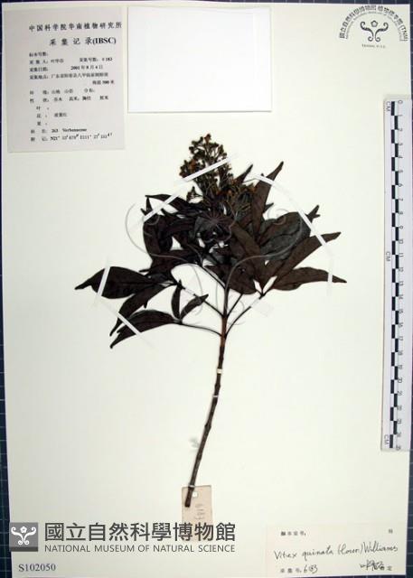山埔姜藏品圖，第1張