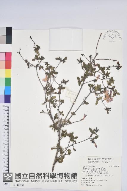 細葉杜鵑、南湖杜鵑、志佳陽杜鵑藏品圖，第1張