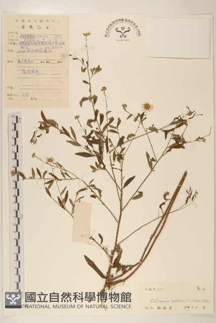 雞兒腸藏品圖，第1張