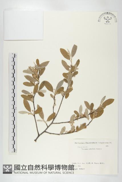 小葉胡頹子藏品圖，第1張