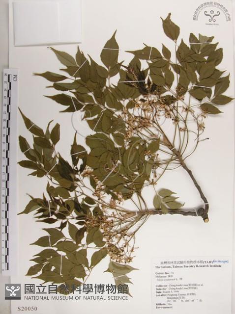 楝、苦楝藏品圖，第1張