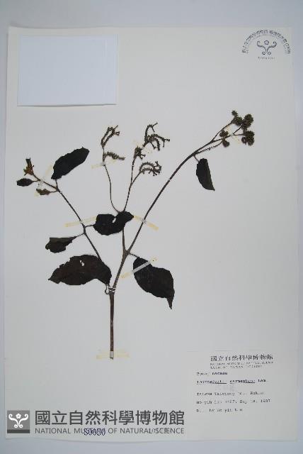 冷飯藤藏品圖，第1張