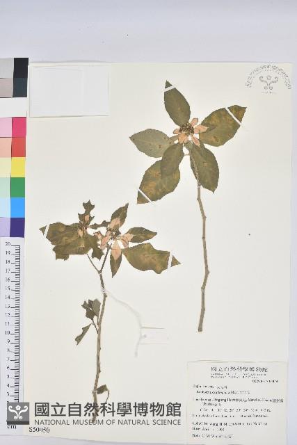 猩猩草藏品圖，第1張