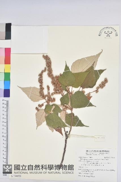 白匏子藏品圖，第1張