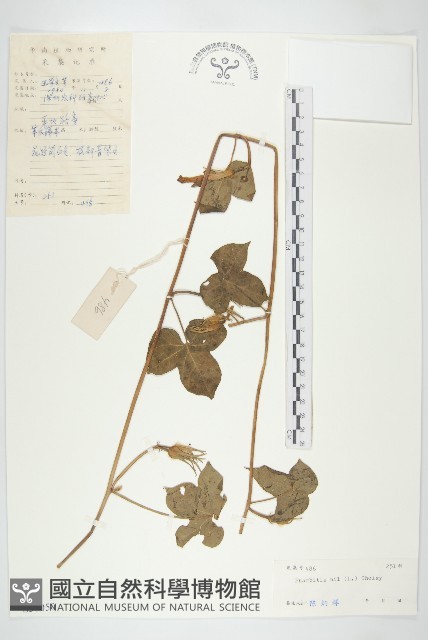 裂葉牽牛藏品圖，第1張