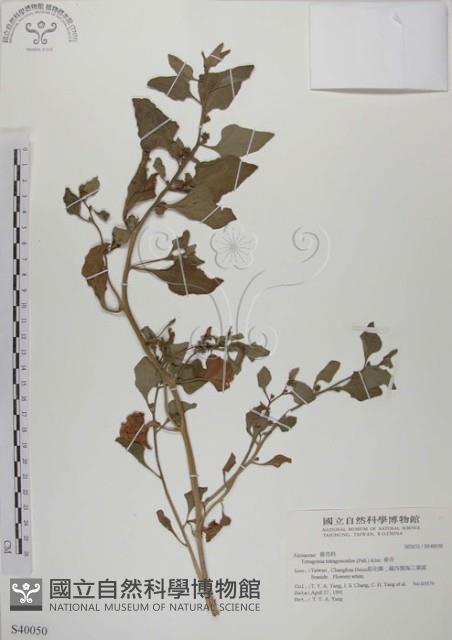 番杏藏品圖，第1張