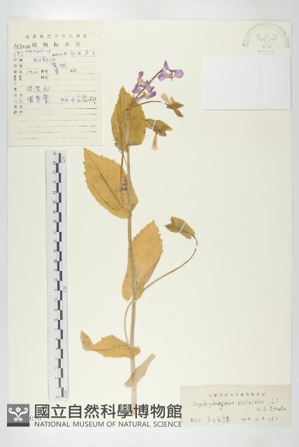 諸葛菜藏品圖，第1張