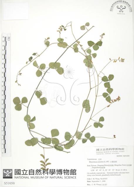 小葉括根藏品圖，第1張