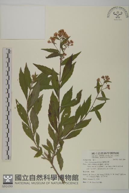 臺灣馬蘭藏品圖，第1張