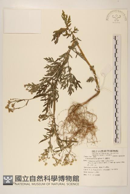 銀膠菊藏品圖，第1張