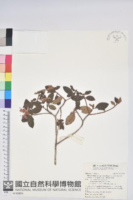 台灣高山杜鵑藏品圖，第1張