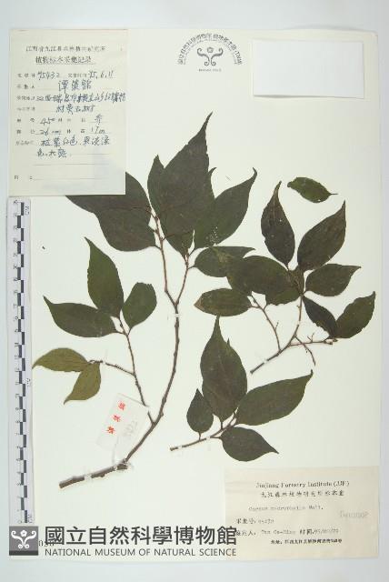 梜木藏品圖，第1張