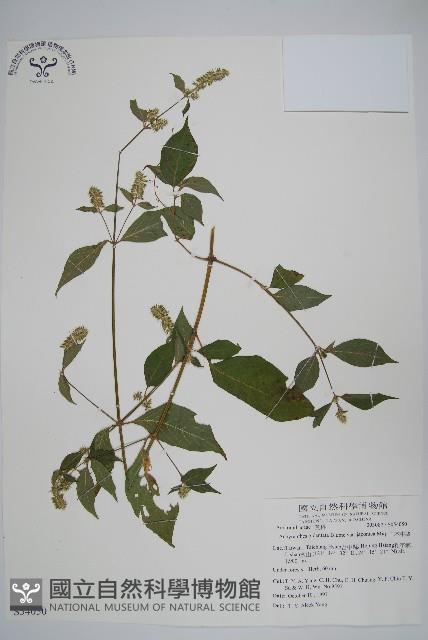 日本牛膝藏品圖，第1張