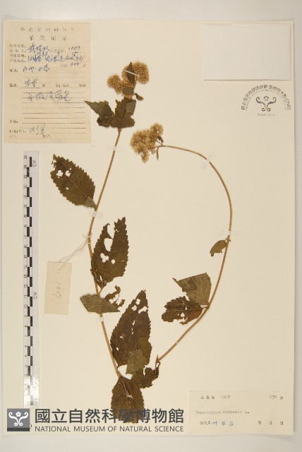 華澤蘭藏品圖，第1張