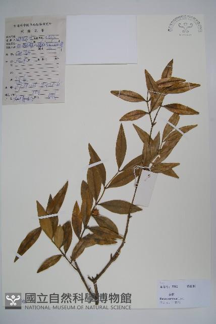 楊梅葉黃楊藏品圖，第1張