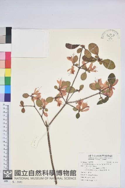 南澳杜鵑藏品圖，第1張