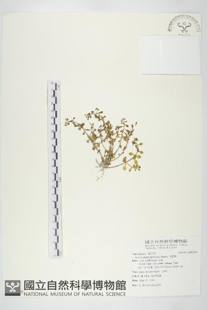 火焰草藏品圖，第1張