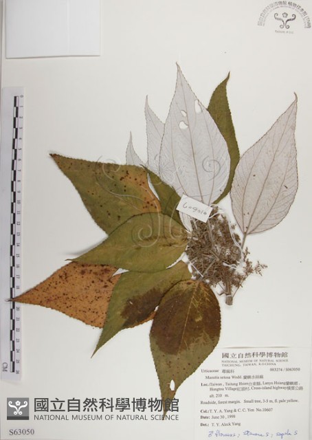 蘭嶼水絲麻藏品圖，第1張