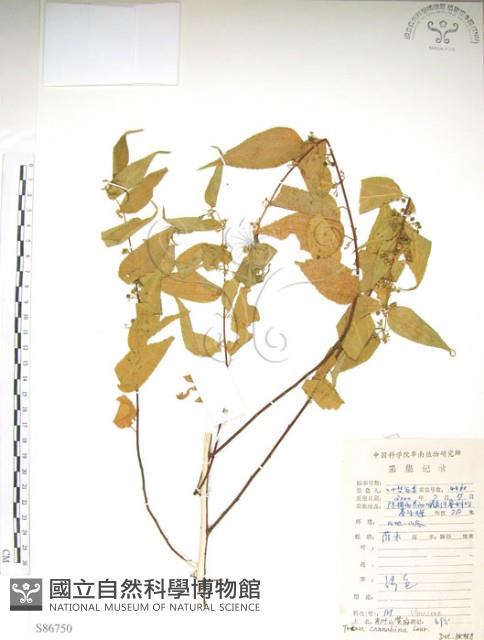 銳葉山黃麻藏品圖，第1張
