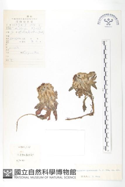 登錄號:S022750藏品圖，第1張