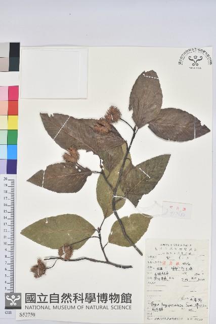 水青岡藏品圖，第1張