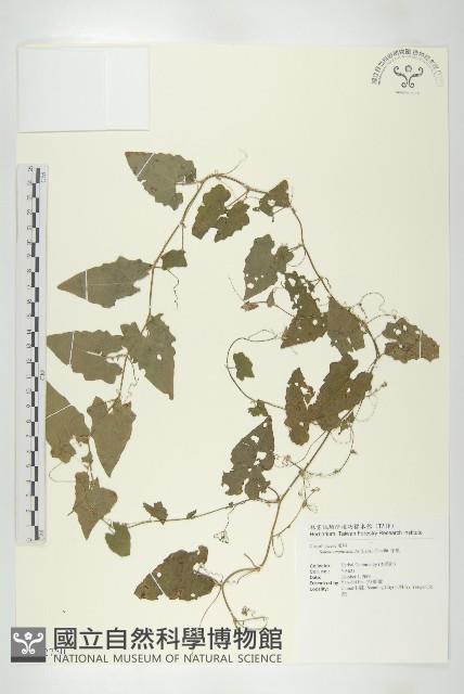 茅瓜藏品圖，第1張