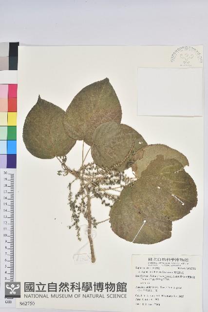 花蓮鐵莧、臺東鐵莧藏品圖，第1張