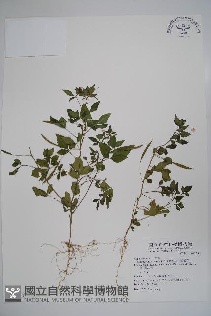 平伏莖白花菜、成功白花菜藏品圖，第1張