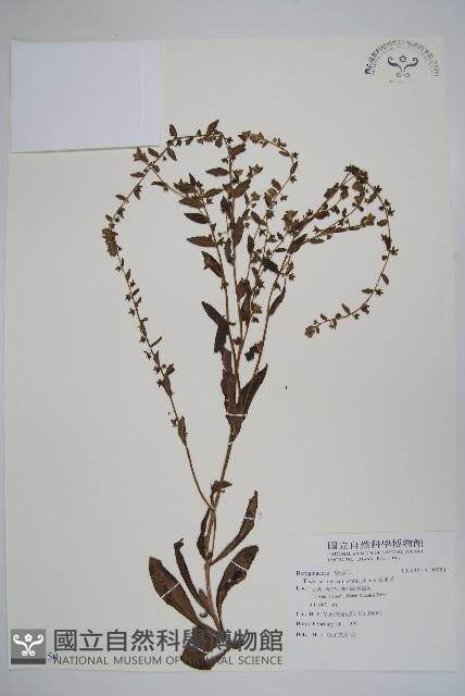 盾果草藏品圖，第1張