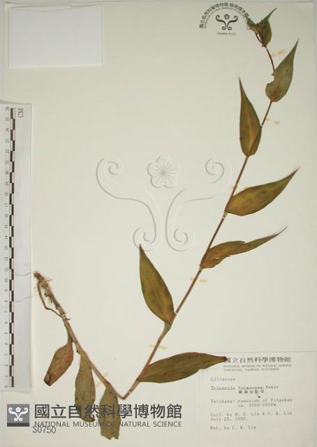 Accession Number:S000750 Collection Image